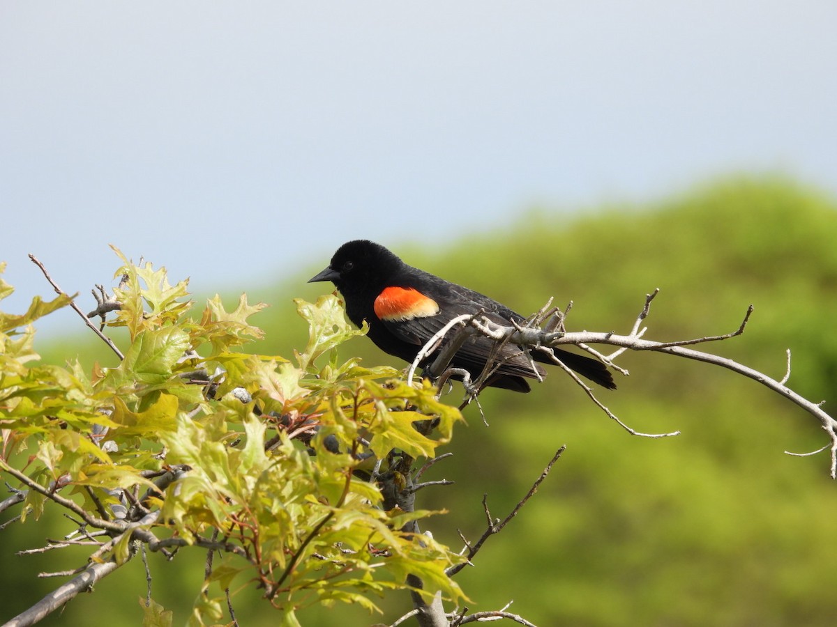 Red-winged Blackbird - ML619367144