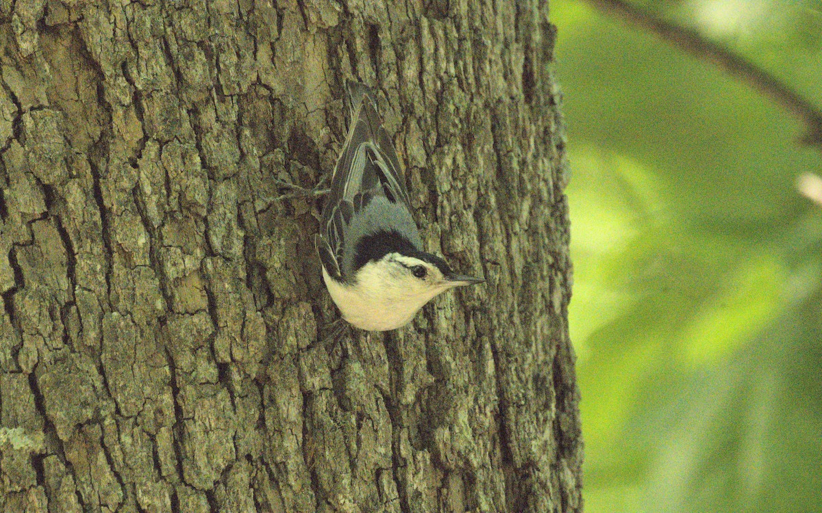 White-breasted Nuthatch - ML619367160