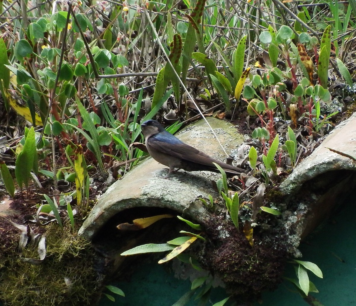Brown-bellied Swallow - ML619367174