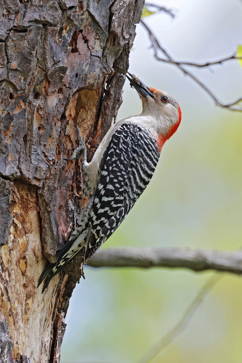 Red-bellied Woodpecker - ML619367194