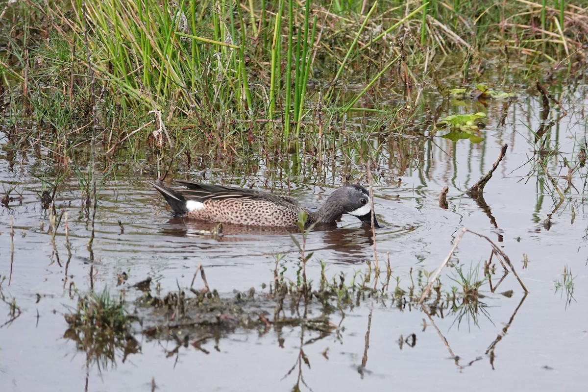 Blue-winged Teal - ML619367276