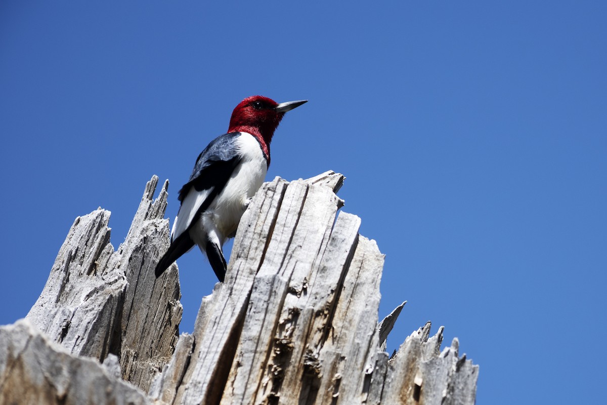 Red-headed Woodpecker - ML619367319