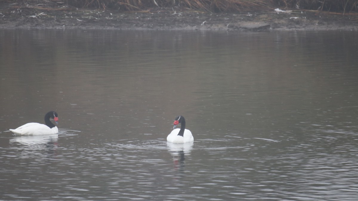 Black-necked Swan - ML619367328