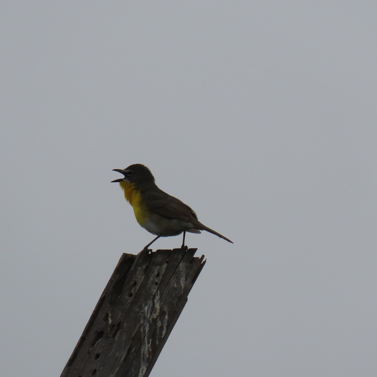 Yellow-breasted Chat - ML619367342
