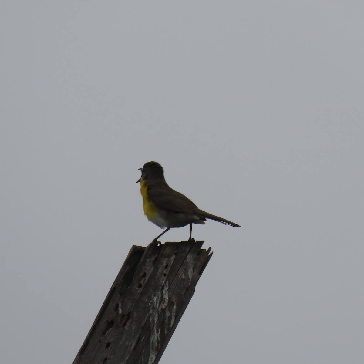Yellow-breasted Chat - ML619367347