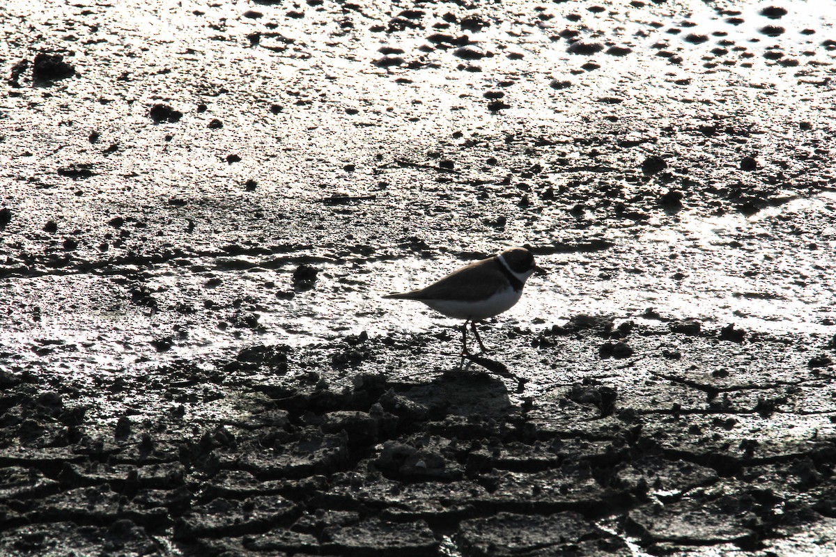 Semipalmated Plover - ML619367391