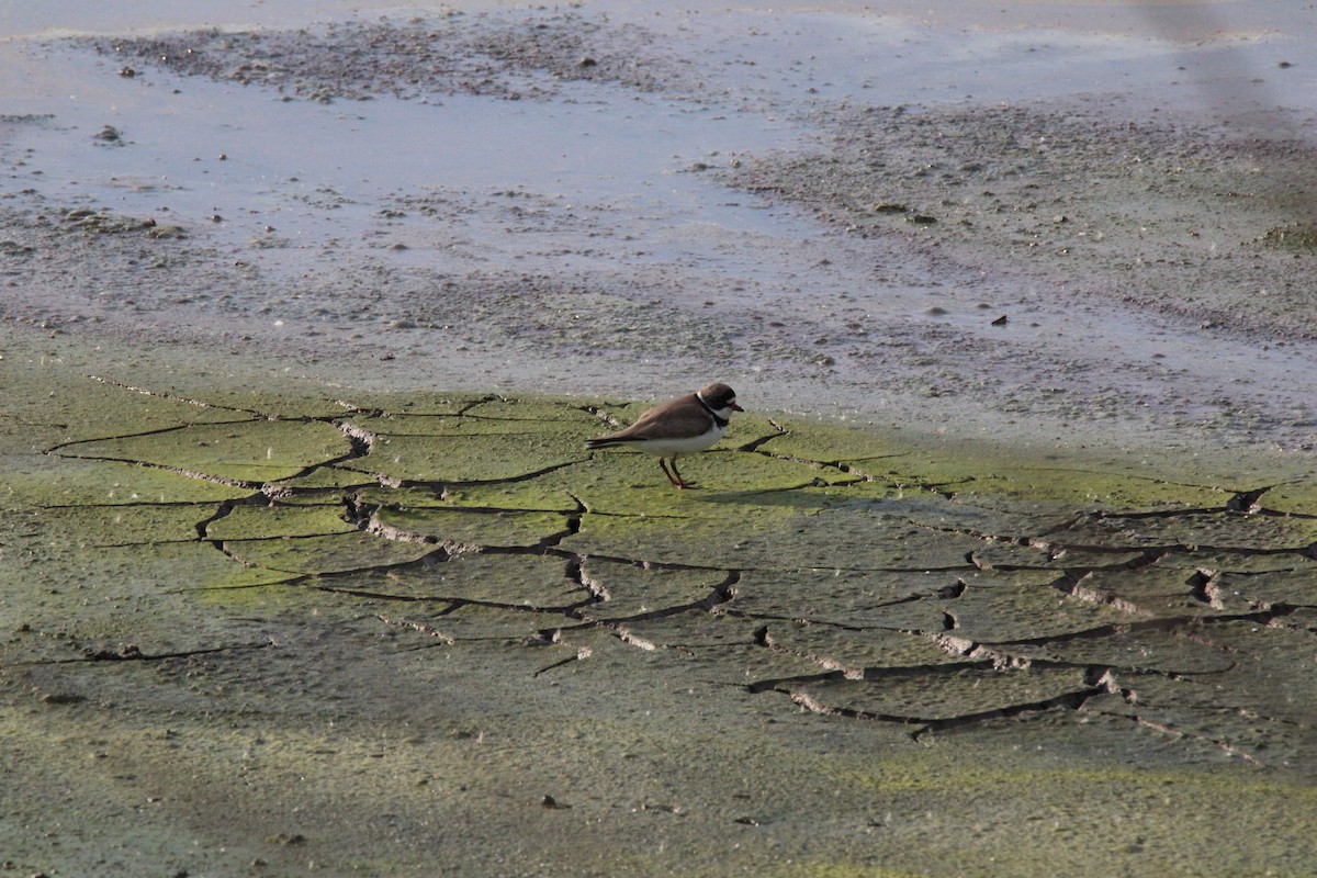 Semipalmated Plover - ML619367399
