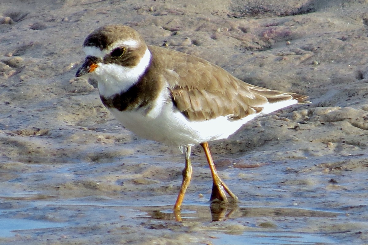 Semipalmated Plover - ML61936741