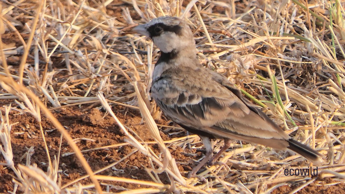 Ashy-crowned Sparrow-Lark - ML619367467