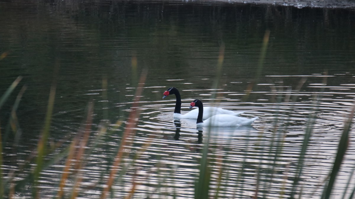 Black-necked Swan - ML619367472