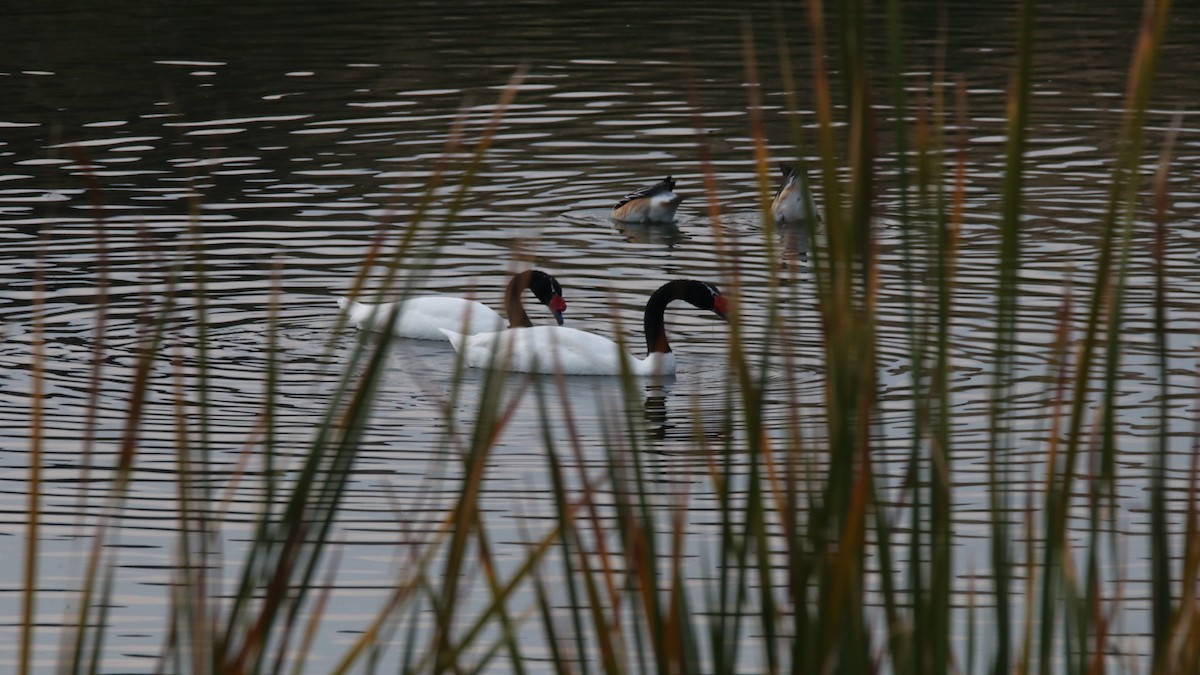 Black-necked Swan - ML619367473