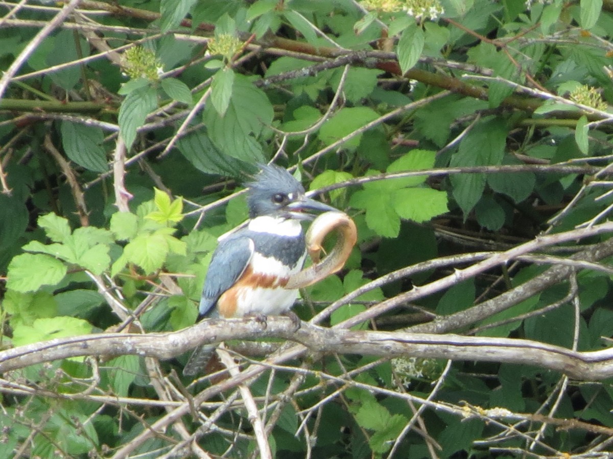 Belted Kingfisher - ML619367595