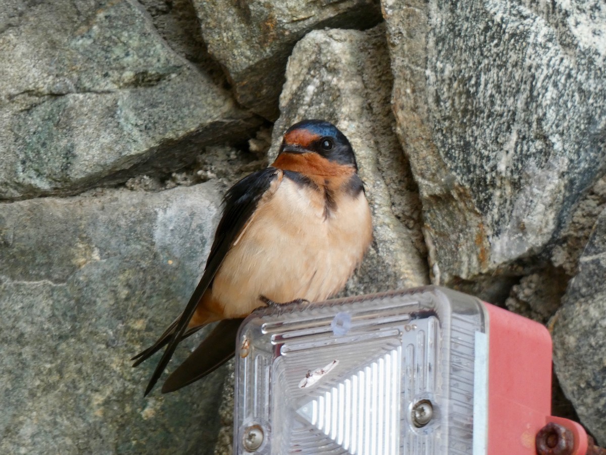 Barn Swallow - ML619367617