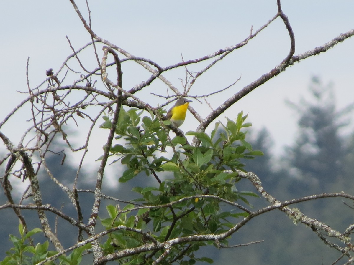 Yellow-breasted Chat - ML619367636
