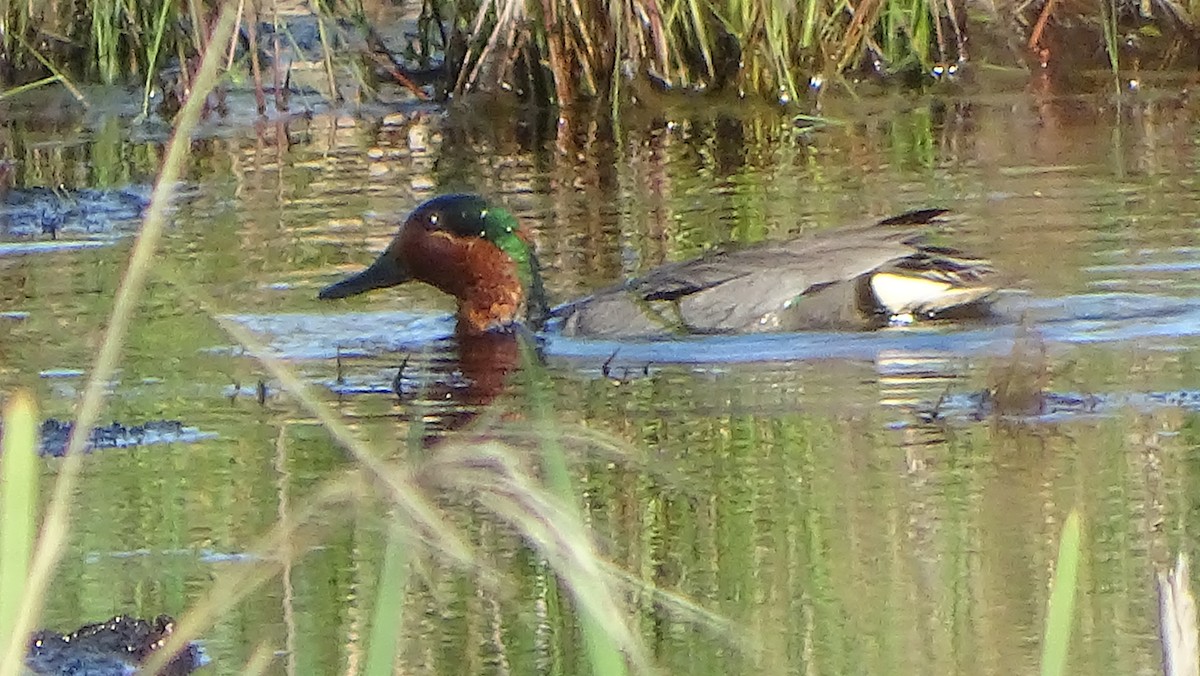 Green-winged Teal - ML619367704