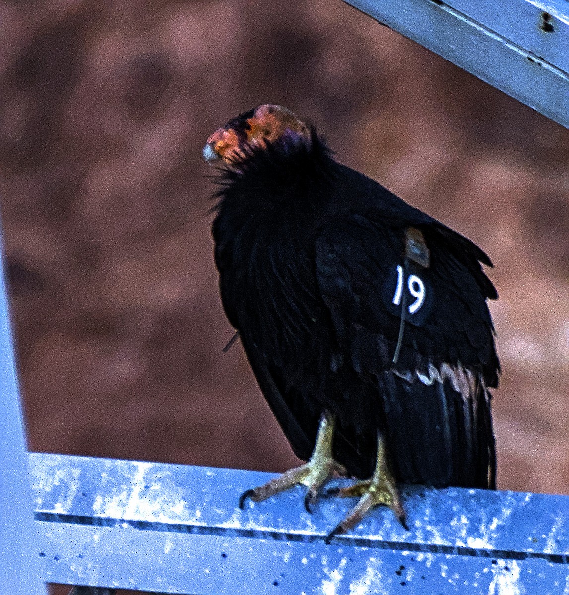 Condor de Californie - ML619367743