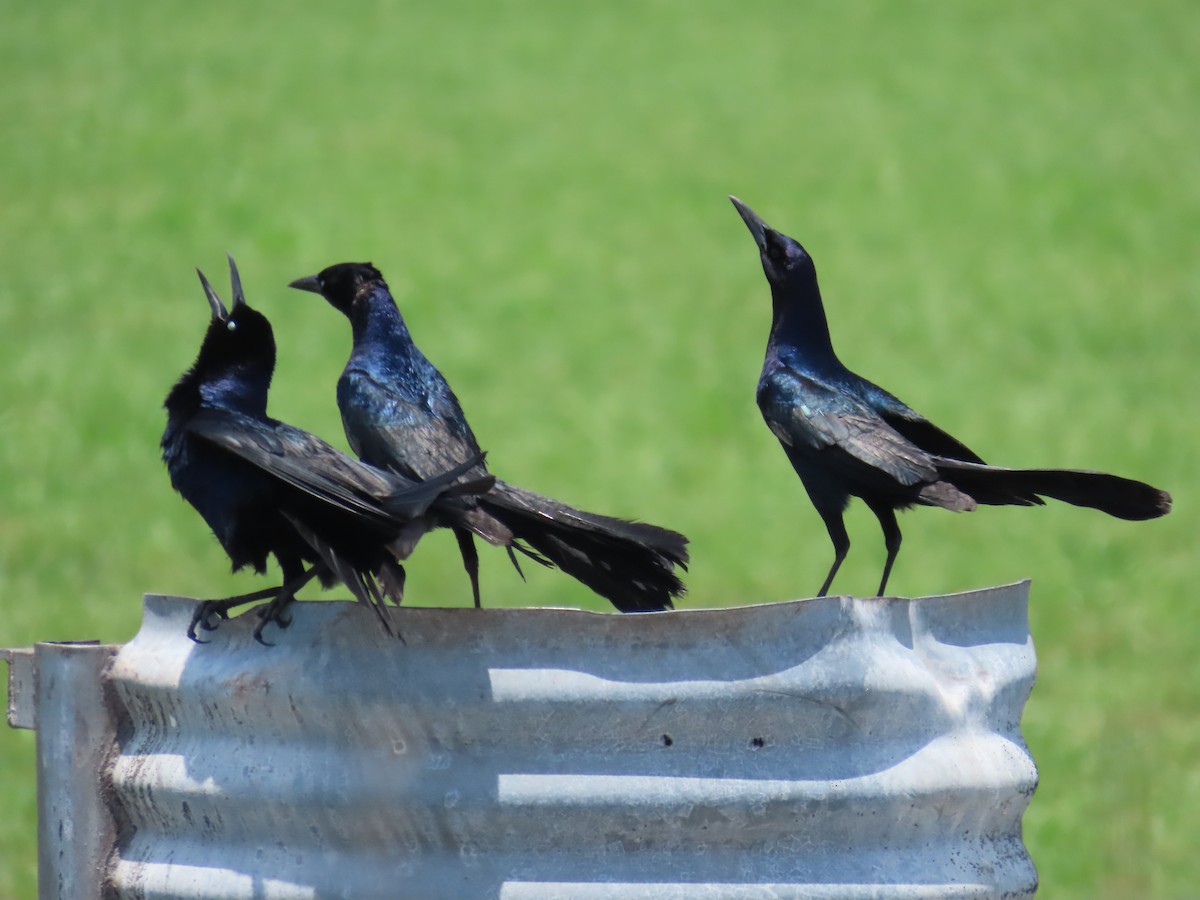 Boat-tailed Grackle - ML619367773