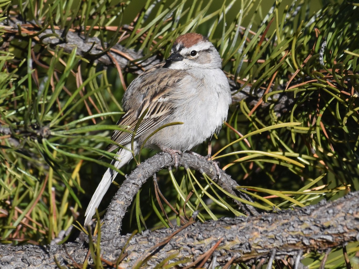 Chipping Sparrow - ML619367794