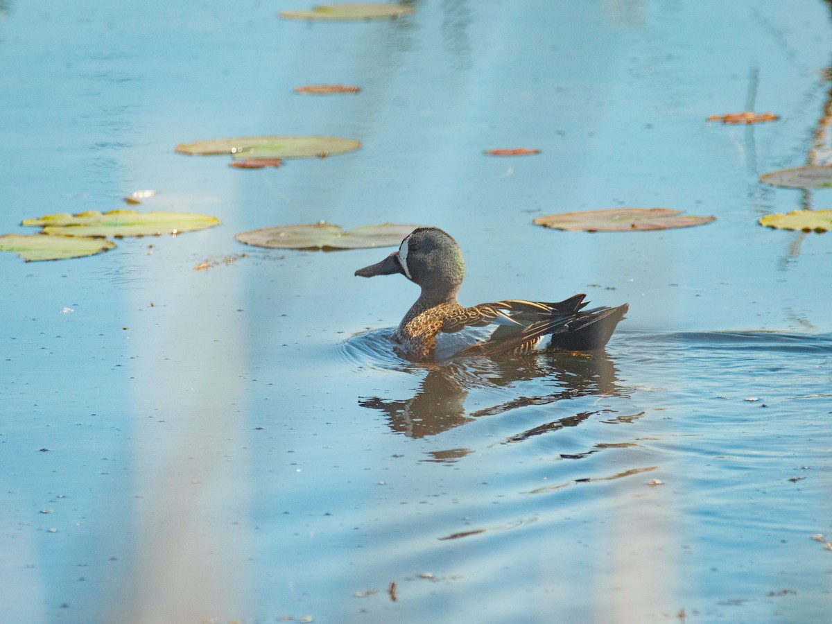 Blue-winged Teal - ML619367816