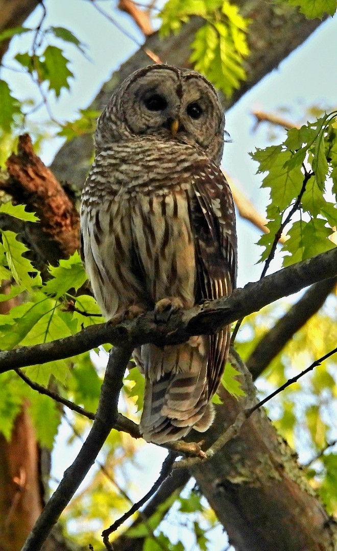 Barred Owl - ML619367822