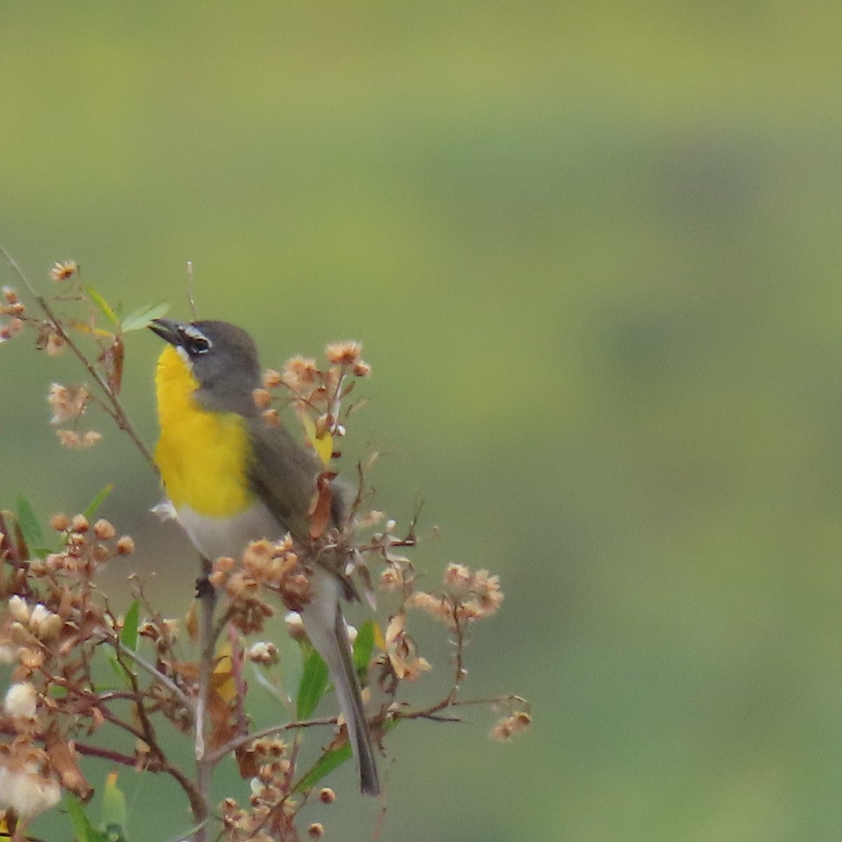 Yellow-breasted Chat - ML619367855