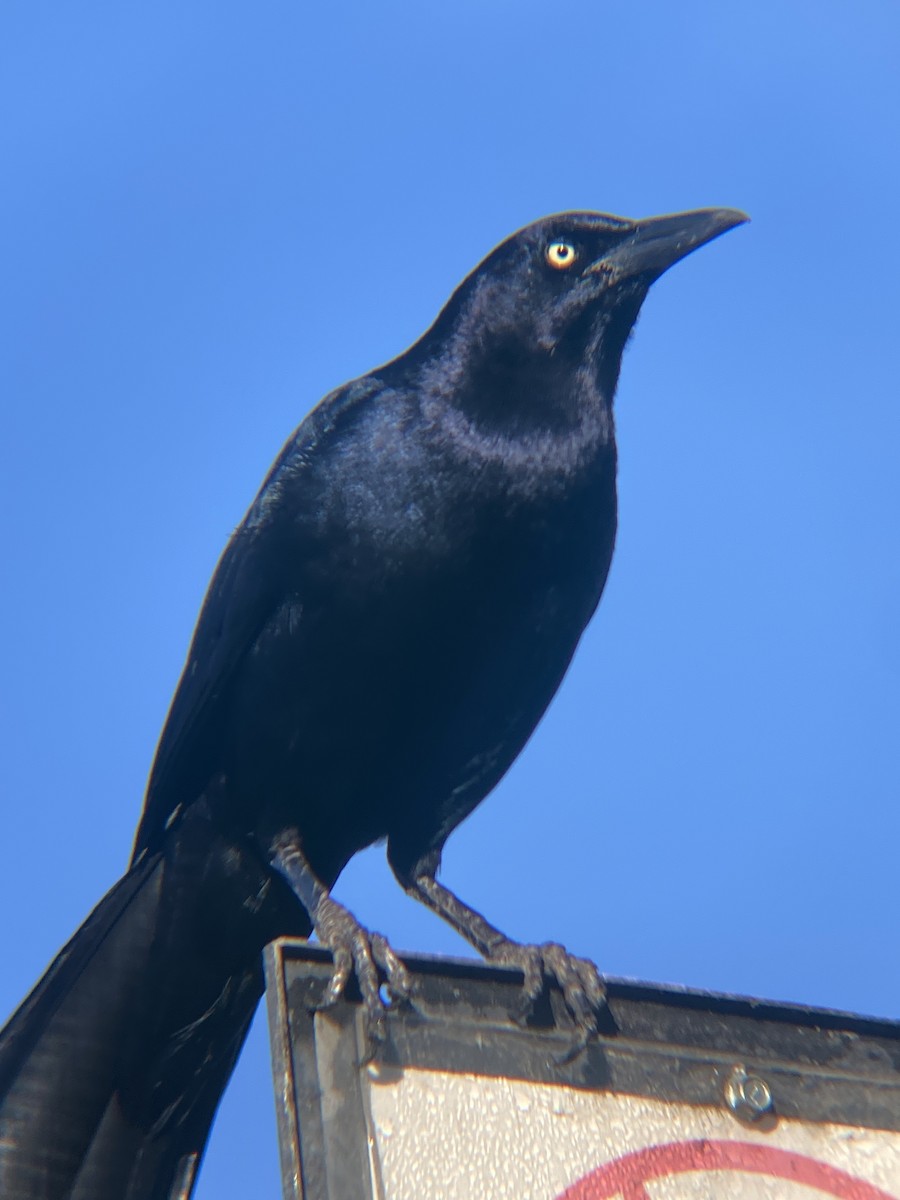 Great-tailed Grackle - ML619367878