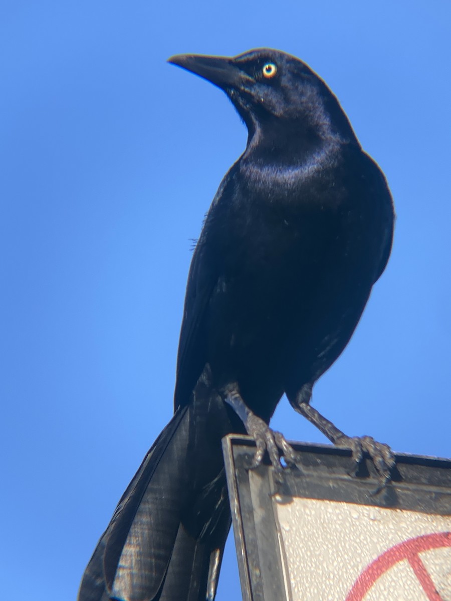 Great-tailed Grackle - ML619367879