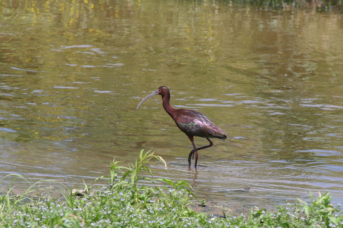 ibis americký - ML619367946