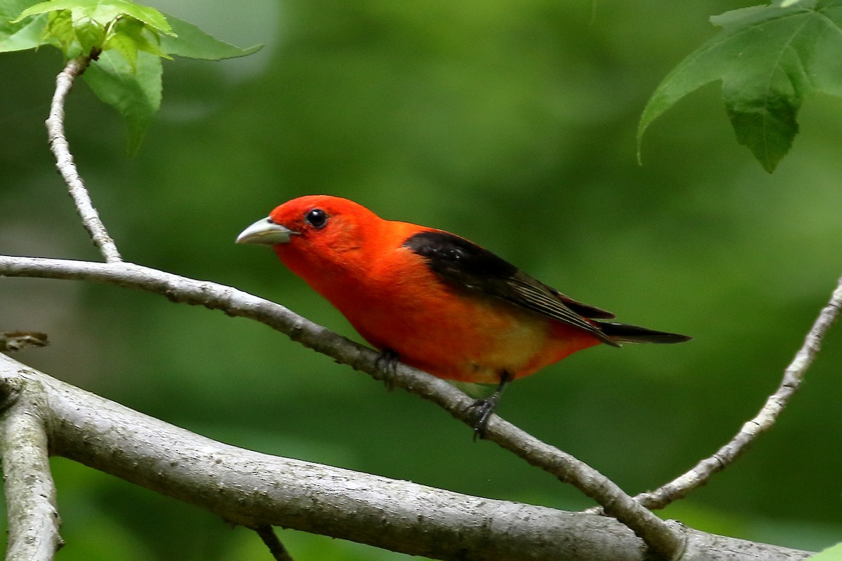 Scarlet Tanager - ML619367953