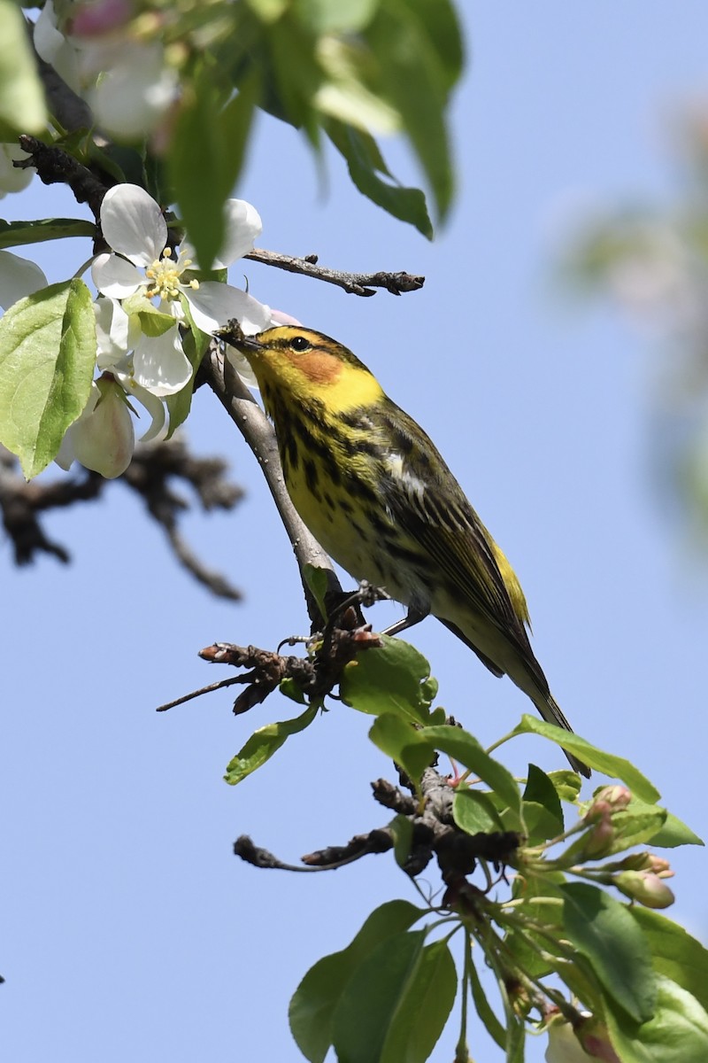 Cape May Warbler - ML619367964