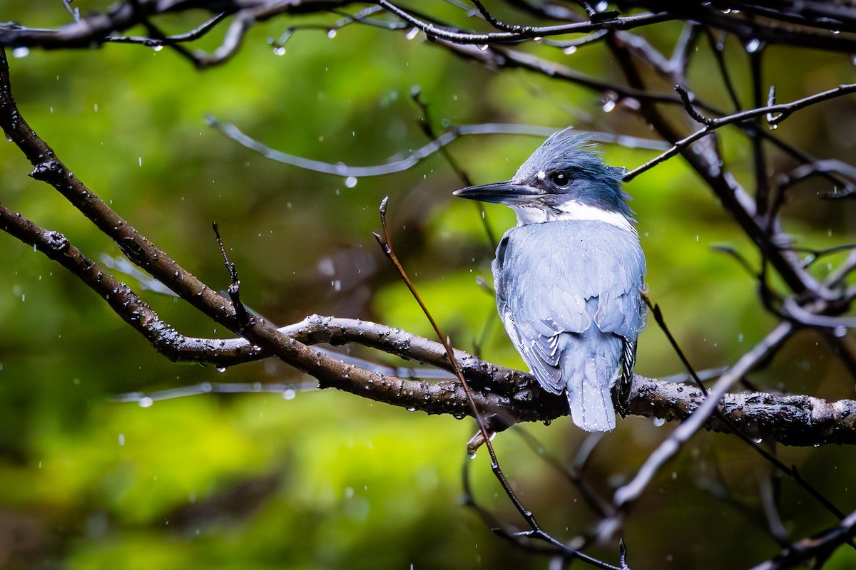 Belted Kingfisher - ML619367970