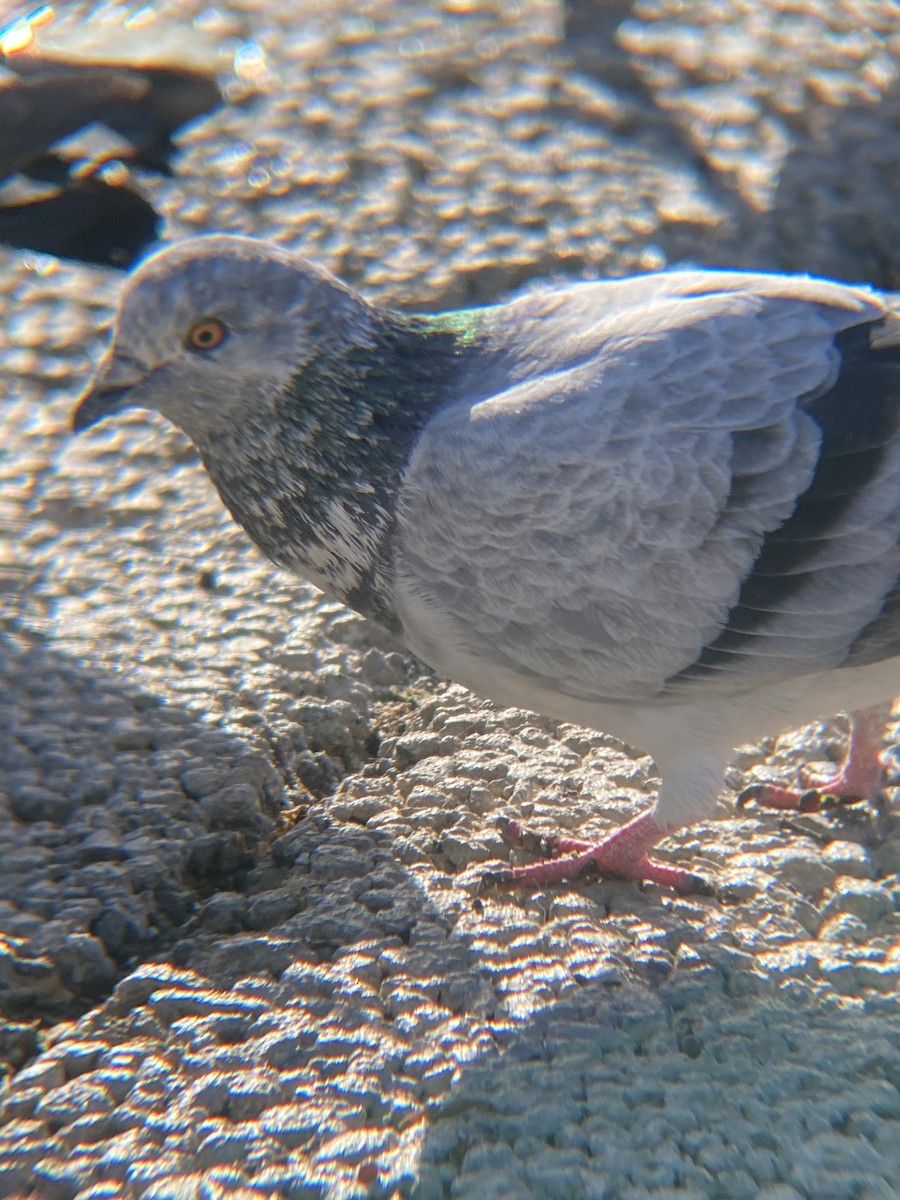 Rock Pigeon (Feral Pigeon) - ML619367983