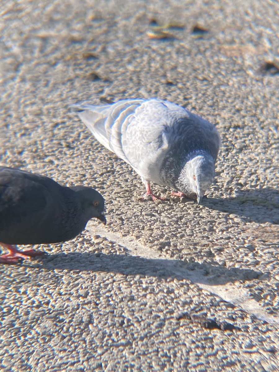 Rock Pigeon (Feral Pigeon) - ML619367984