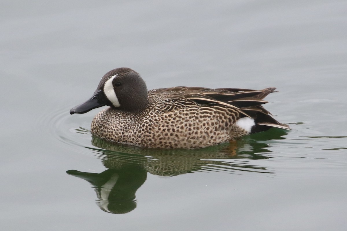 Blue-winged Teal - ML619368008