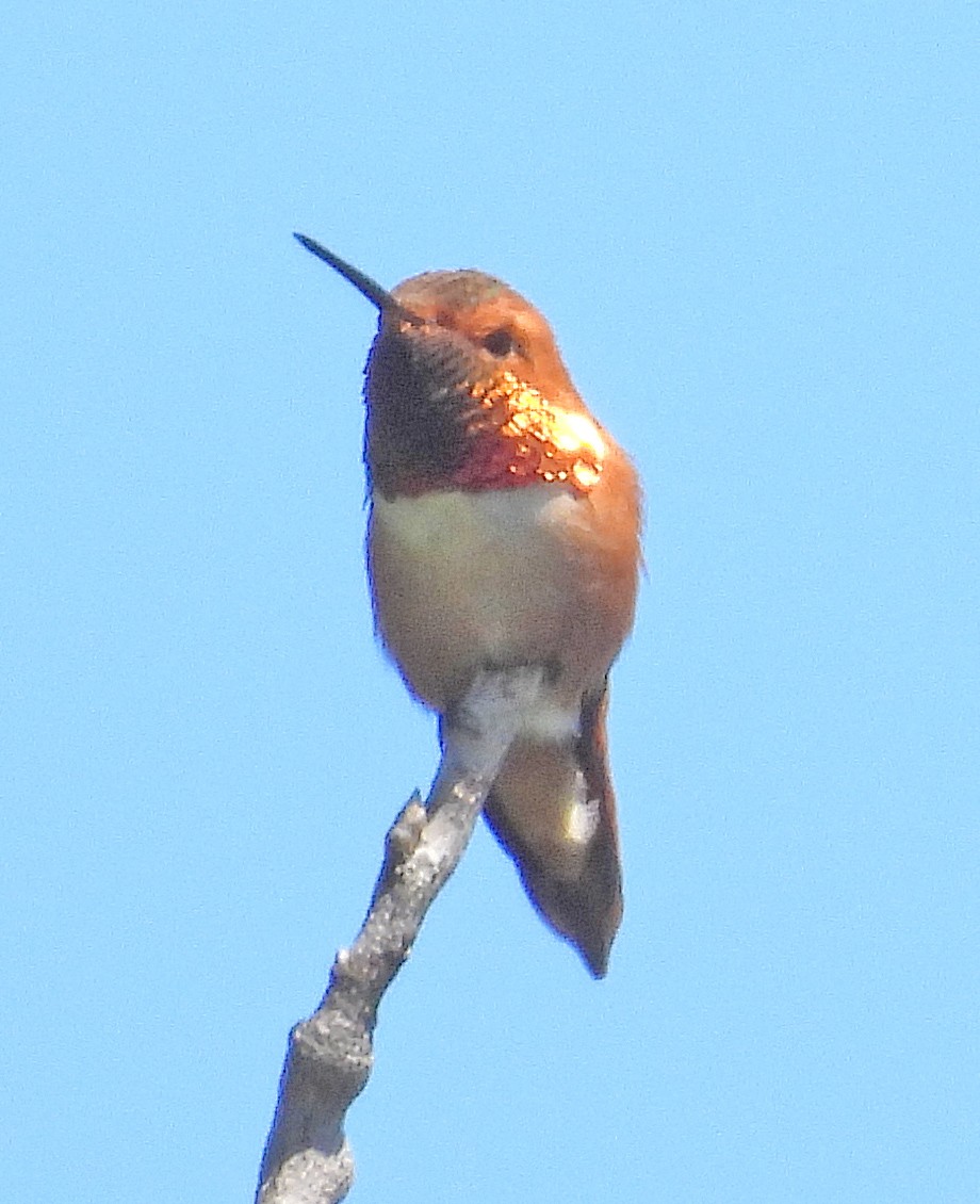 Rufous Hummingbird - ML619368021