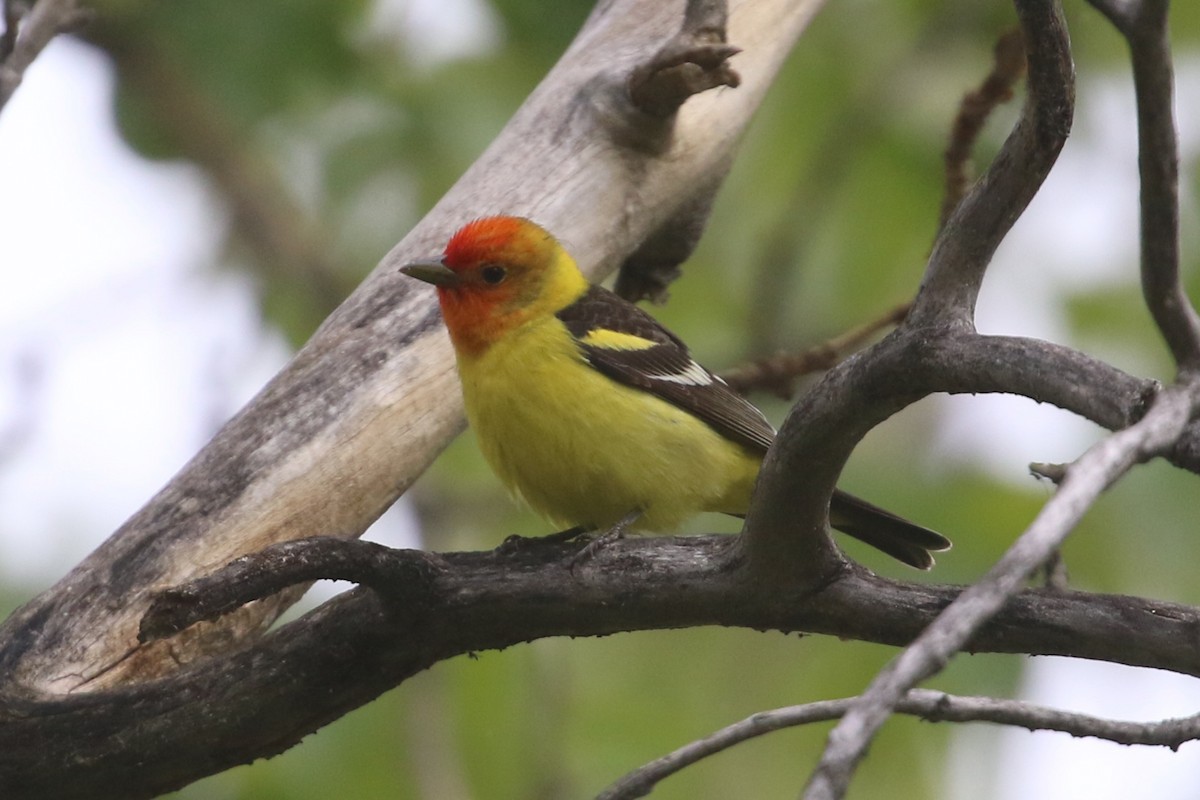 Western Tanager - ML619368044
