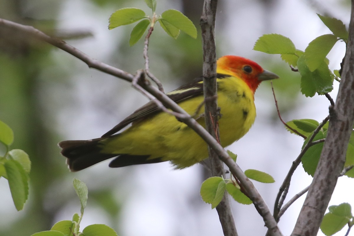 Western Tanager - ML619368045