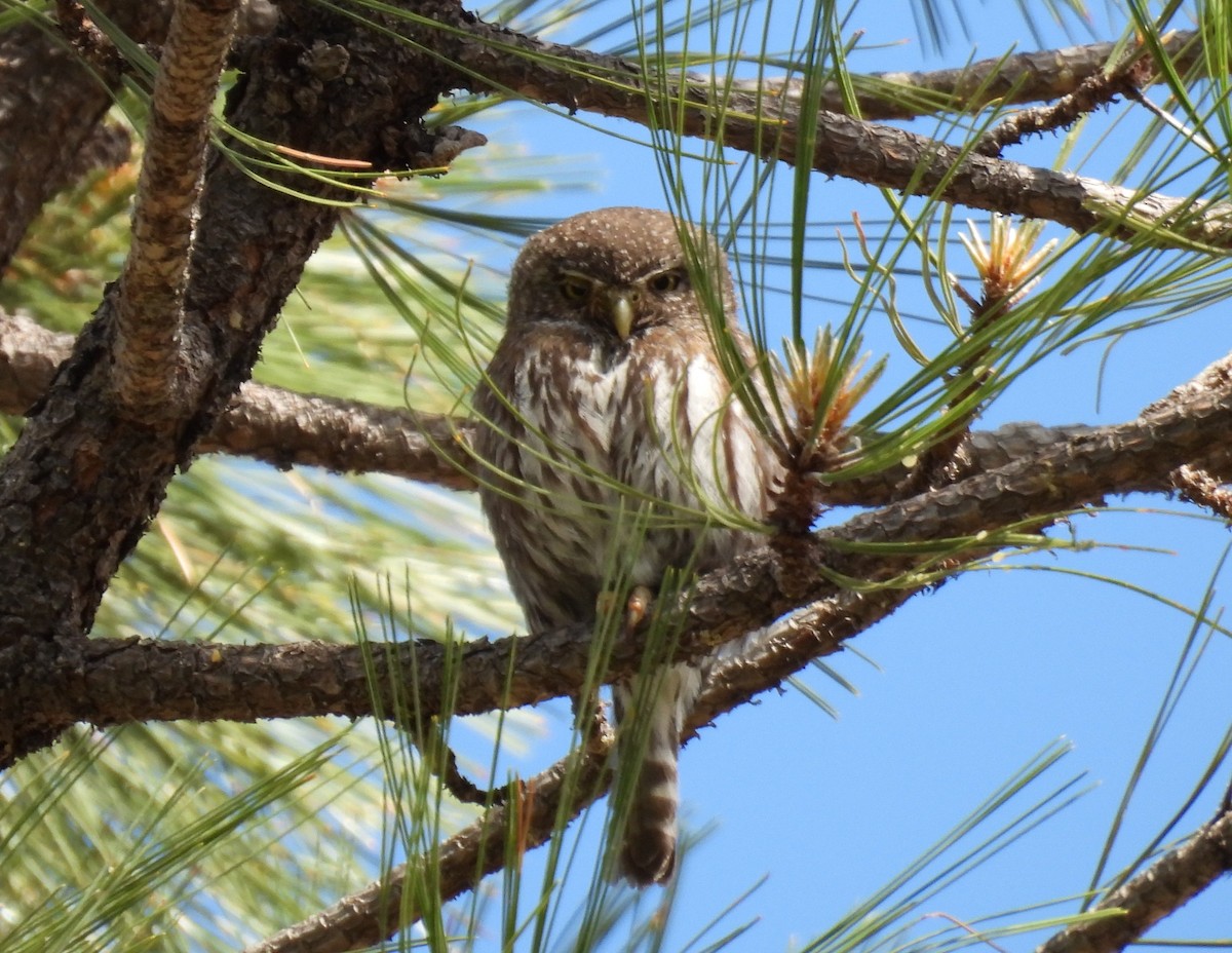 Northern Pygmy-Owl - ML619368094