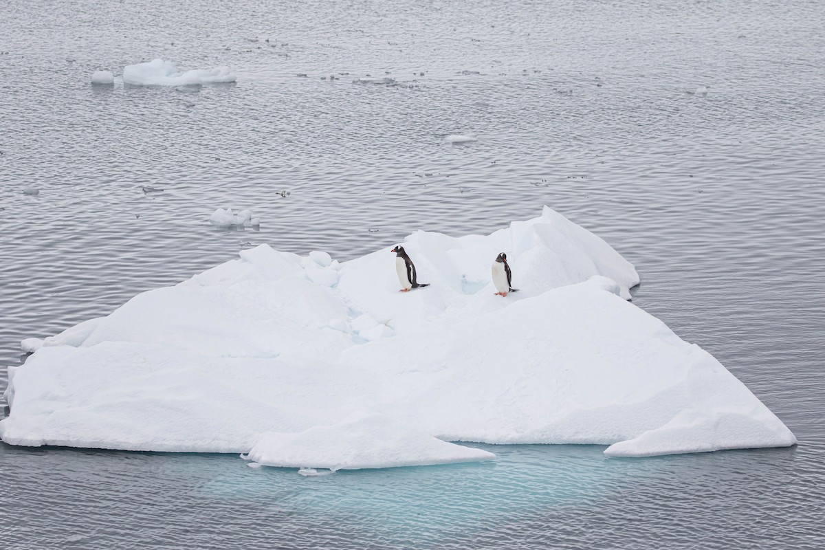tučňák oslí - ML619368125