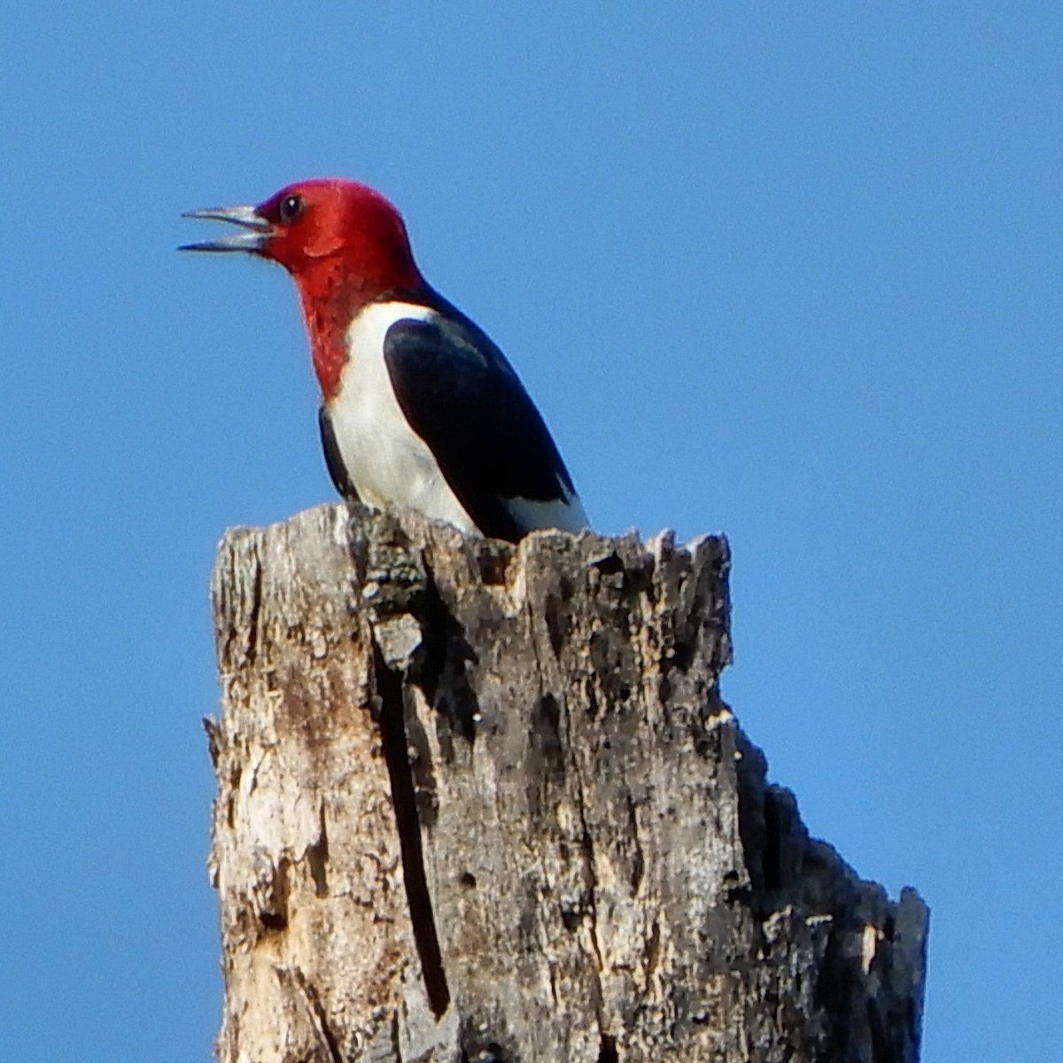 Red-headed Woodpecker - ML619368130