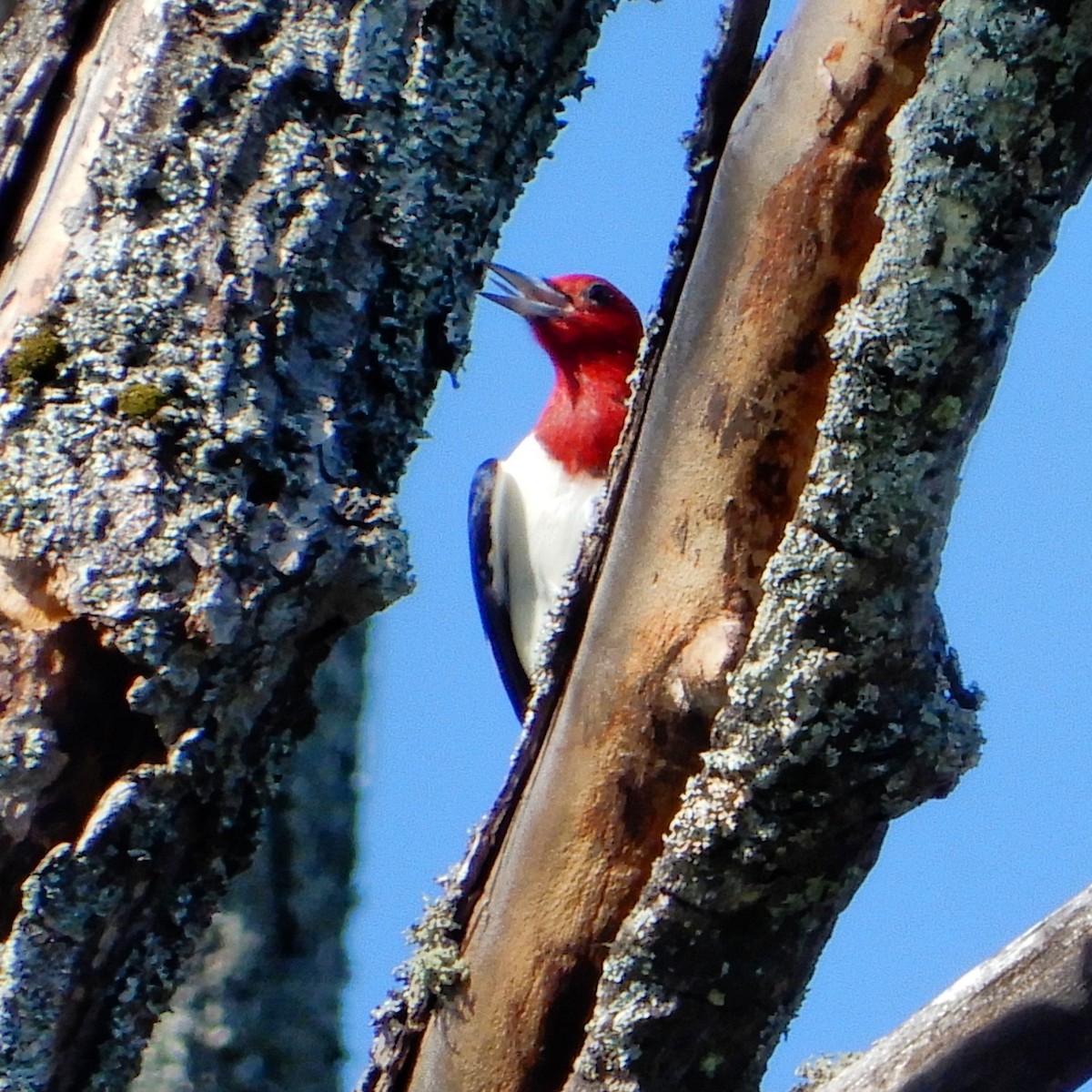 Red-headed Woodpecker - ML619368133