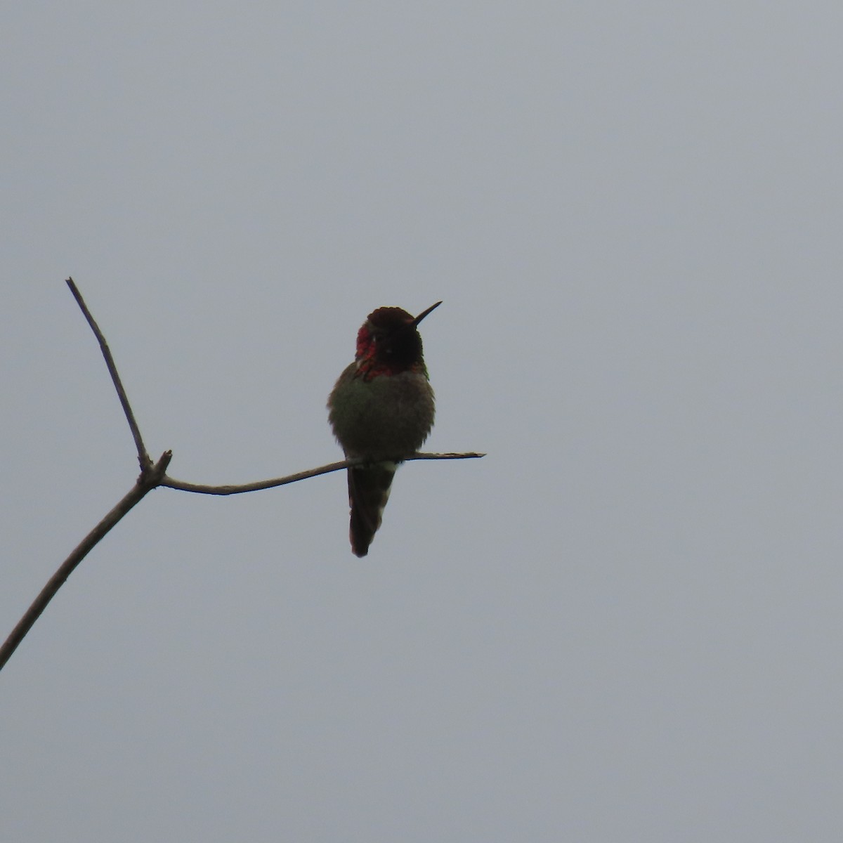 Anna's Hummingbird - ML619368198