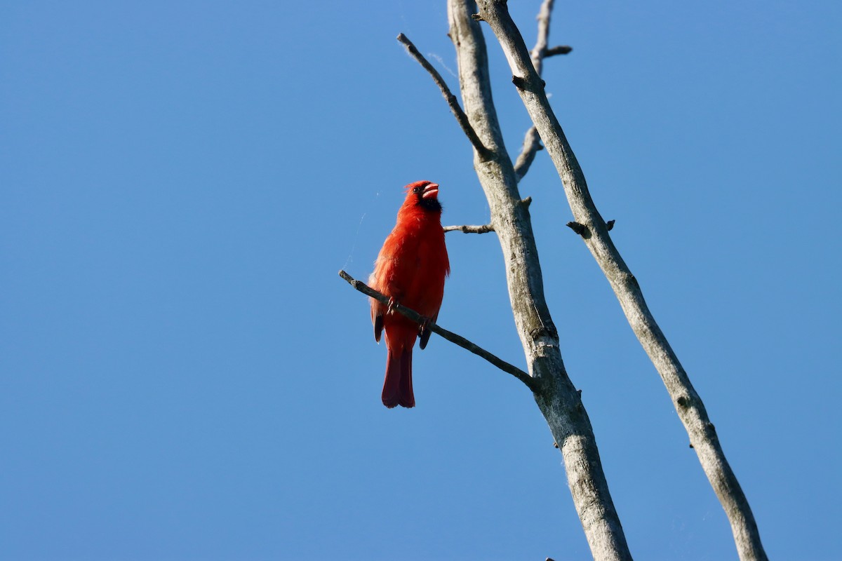 Cardinal rouge - ML619368204