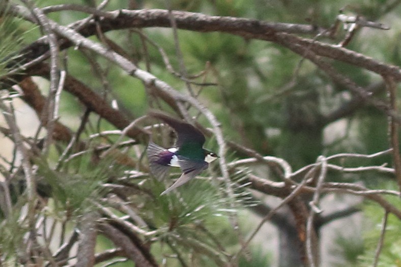 Violet-green Swallow - ML619368212
