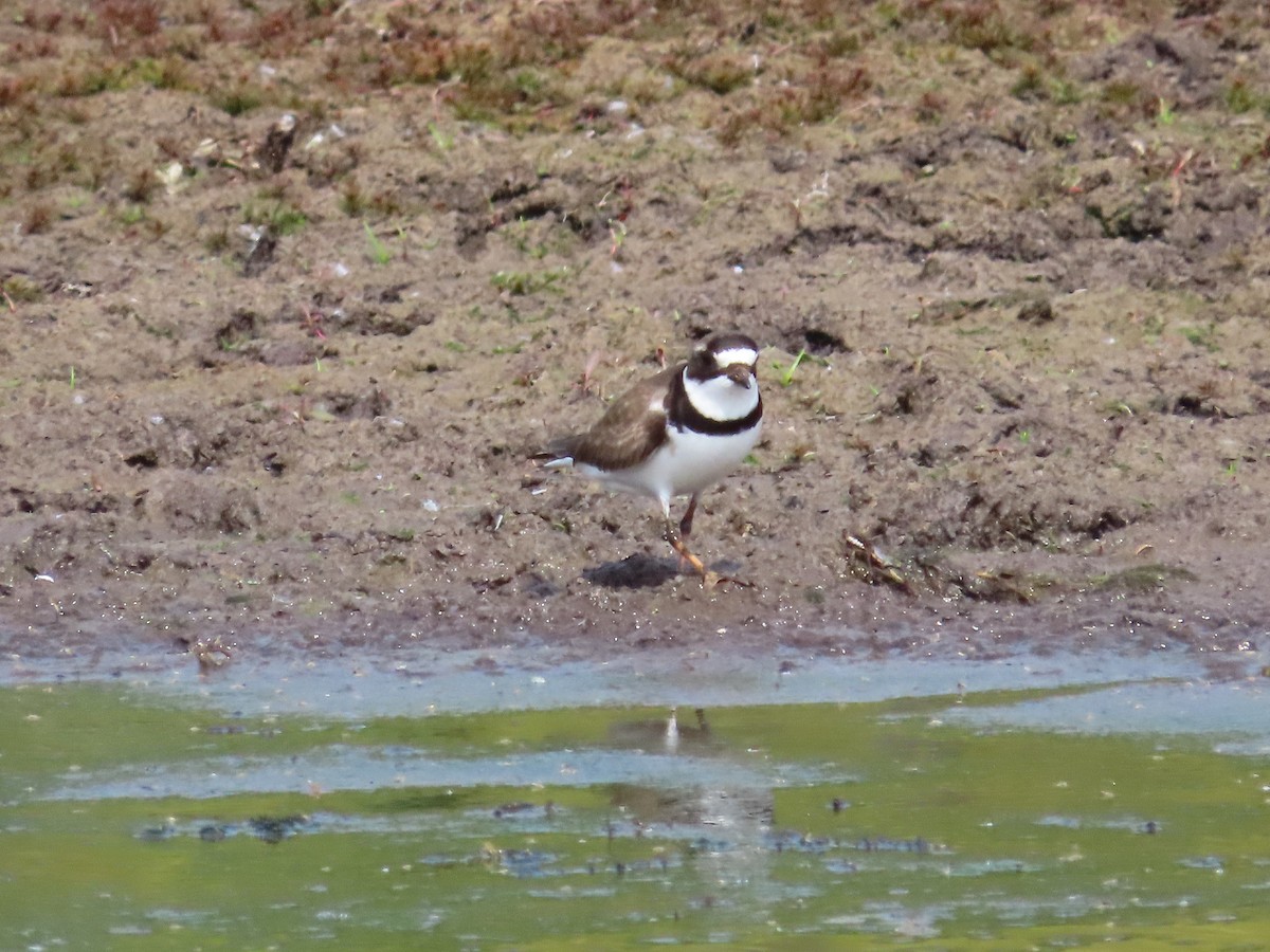 Semipalmated Plover - ML619368243
