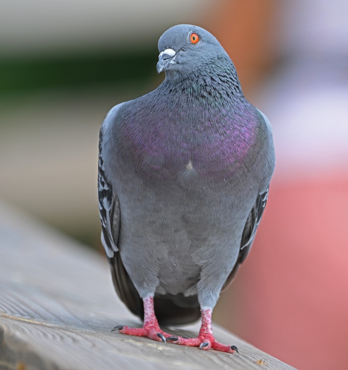 Pigeon biset (forme domestique) - ML619368300