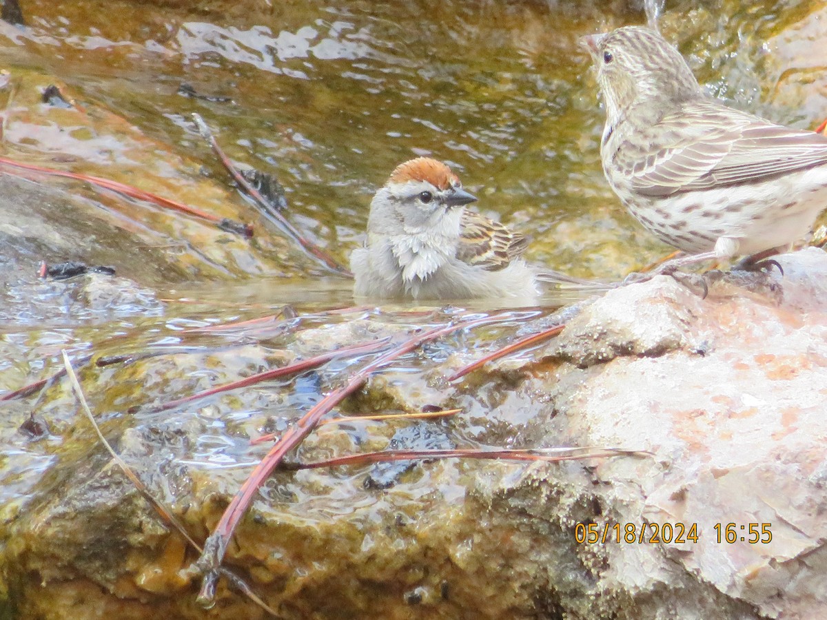 Chipping Sparrow - ML619368329
