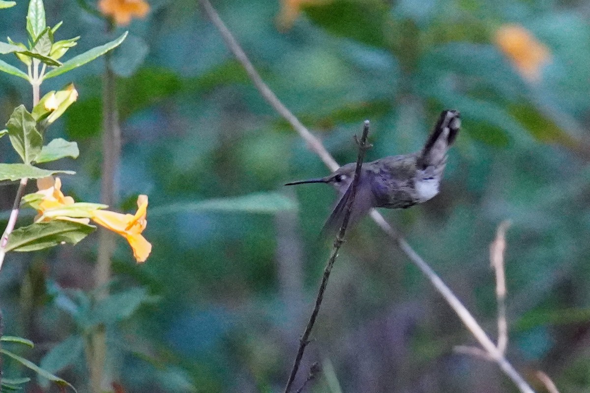 Anna's Hummingbird - ML619368341