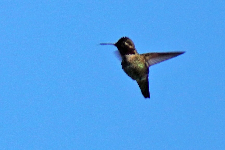 Anna's Hummingbird - ML619368342