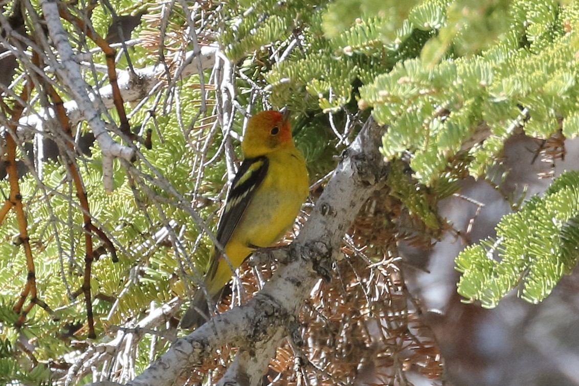 Western Tanager - ML619368373